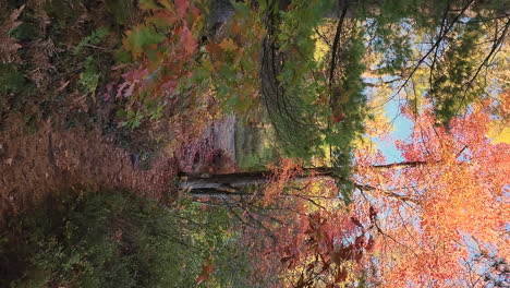 Langsame-Vertikale-Aufnahme-Durch-Einen-Erstaunlich-Bunten-Wald-An-Einem-Schönen-Tag-Mit-Blättern-Auf-Dem-Weg