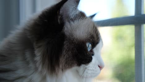 Süße-Ragdoll-Kätzchen-Katze-Mit-Zweifarbigen-Blauen-Augen,-Die-Das-Fenster-Für-Hoffnung-Betrachten