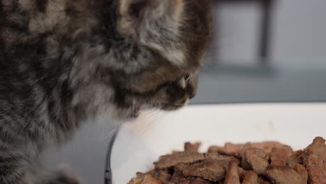 Hungernde-Maincoon-Kätzchen-Katze-Kitty-Essen-Schlucken-Tabby