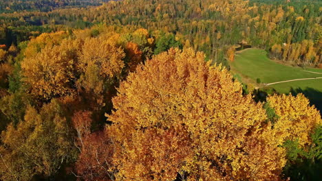 Drohnenschuss,-Der-Im-Herbst-Bäume-Mit-Orangefarbenen-Und-Gelben-Blättern-Umkreist