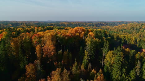 Aerial-forward-flight-over-orange,yellow-and-green-trees-during-golden-sunset-in-woodland
