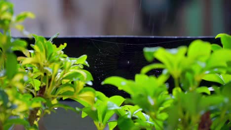 Wet-green-leaves-on-the-house-garden-during-rainy-weather-with-siper-web-on-it