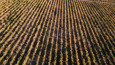 Aerial-drone-flight-vineyard-in-the-hills-in-autumn---flyover-along-the-vine-sticks-columns-ready-for-harvesting-near-the-capital-Chisinau-in-the-Republic-of-Moldova---bird-view-2022