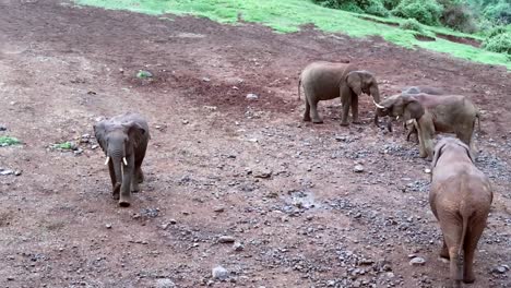 Hochwinkelansicht-Des-Afrikanischen-Elefanten-Mit-Gebrochenem-Trumpf,-Der-Die-Gruppe-Im-Aberdare-Nationalpark,-Kenia,-Verlässt