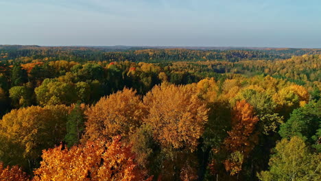 Aerial-flyover-multicolored-trees-of-large-forest-national-park-during-autumnal-season