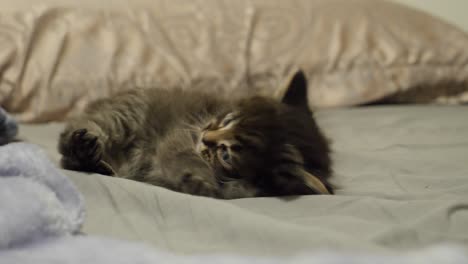 cute-lovely-tiny-tabby-maincoon-kitten-stretching-crawling-on-bed