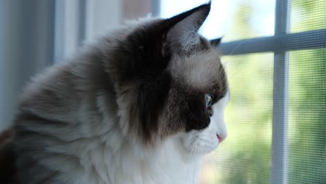 Blaues-Auge-Ragdoll-Katze-Suchen-Fenster-Niedlich-Lieblich-Friedlich