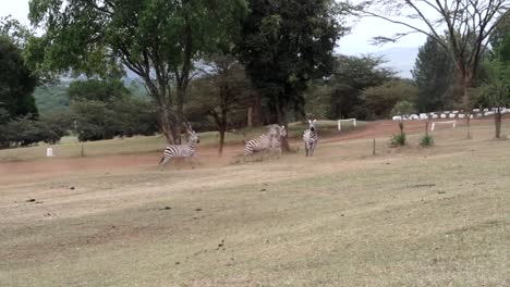 Tracking-shot-of-zebras-running-and-playing-with-each-other-in-Aberdare-National-Park