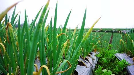 Static-shot-of-wet-scallion-leaves-on-the-plantation---dewy-leaves-of-scallion
