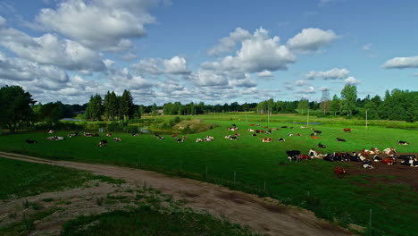 Aerial-view-revealing-a-set-of-Friesian-dairy-cows-relaxing-in-a-green-pasture-in-the-sunshine