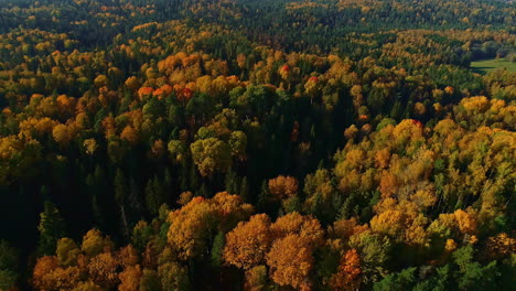 Aerial-backwards-flight-over-colorful-leaves-of-woodlands-in-sunlight---Autumnal-season-day-in-nature