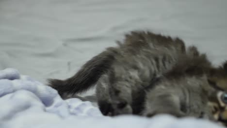 tiny-cute-maincoon-dark-tabby-kitten-playing-on-bed