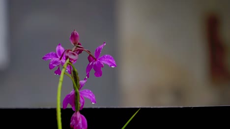 Wet-purple-flower-on-the-house-garden-during-rainy-weather,-Spathoglottis-plicata---Selected-focus-with-blur-background