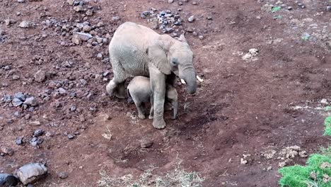 High-angle-view-of-adorable-elephant-mother-protecting-baby-while-eating