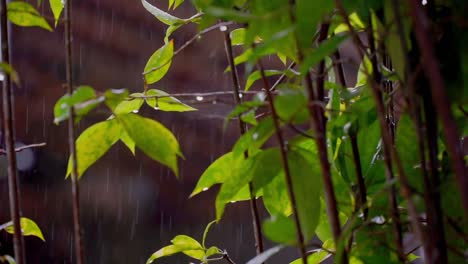 Nasse-Pflanzen-Im-Hausgarten-Bei-Regenwetter