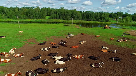 Aerial-drone-view-over-cows-lying-in-sun-on-green-field