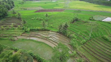 Aerial-view-rural-landscape-of-tropical-country-with-green-terraced-rice-field