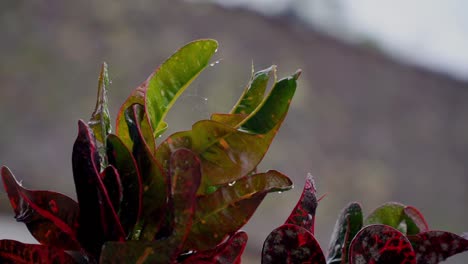Rote-Nasse-Blätter-Auf-Dem-Hausgarten-Bei-Regenwetter,-Codiaeum-Variegatum---Ausgewählter-Fokus-Mit-Unscharfem-Hintergrund