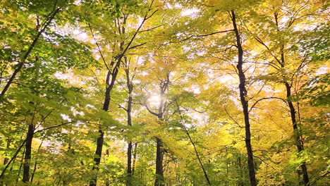 Sun-shines-though-a-colorful-Forrest-during-autumn-season,-pedestal-shot
