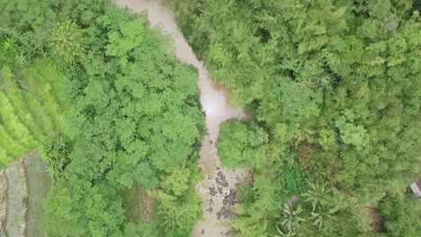 Overhead-drone-shot-of-tropical-country-landscape-with-river-surrounded-by-dense-trees-and-plantation