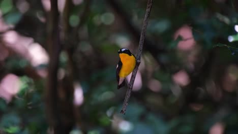 Looking-around-while-perched-on-a-hanging-branch-then-flies-away,-Yellow-rumped-Flycatcher-Ficedula-zanthopygia,-Kaeng-Krachan-National-Park,-Thailand