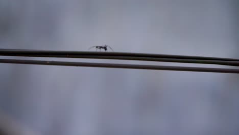 Toma-Estática-De-Hormigas-Caminando-Sobre-Cables-Negros-Con-Fondo-Borroso