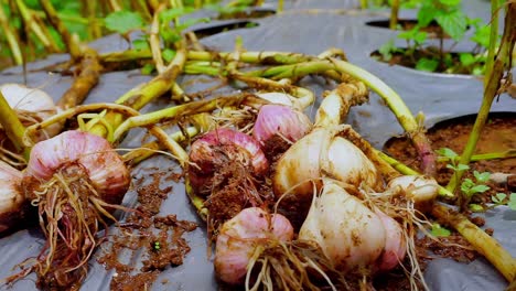 Close-up-dolly-shot-of-harvested-fresh-onion-on-soil-of-plantation-field