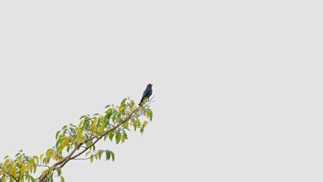 Nachmittags-Zwitschern-Und-Sich-Umsehen,-Während-Er-Auf-Den-Untergang-Der-Sonne-Wartet,-Orientalischer-Dollarvogel-Eurystomus-Orientalis,-Khao-Yai-Nationalpark,-Thailand