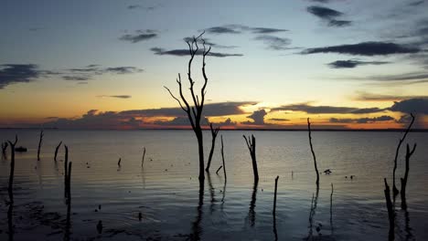 dry-tree-trunks-in-the-river-at-sunset