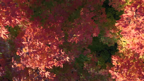 Blaugrüne-Orangefarbene-Blätter,-Die-Sich-Während-Der-Herbstsaison-Schnell-Im-Wind-Auf-Zweigen-Bewegen,-Nahaufnahme