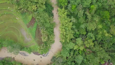 Aerial-footage-of-rural-landscape-with-winding-river-surrounded-by-dense-trees-and-plantation