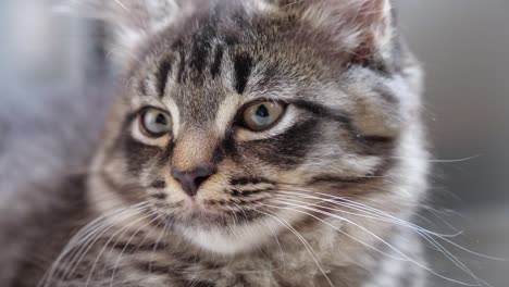 cute-lovely-maincoon-little-cat-looking-at-camera-macro-headshot-close-up