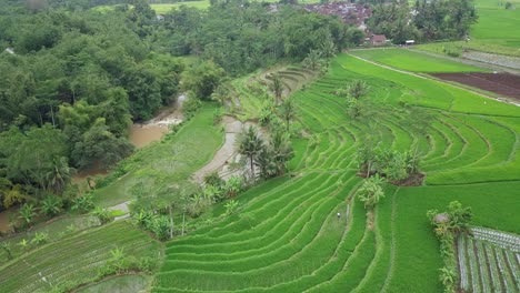 Drohnenvideo-Der-Ländlichen-Landschaft-Indonesiens-Mit-Wunderschönen-Grünen-Reisterrassen,-Die-Mit-Reispflanzen-Mit-Einigen-Kokospalmen-Bewachsen-Sind