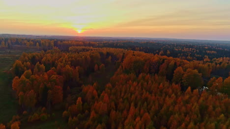 Slow-aerial-forward-flight-over-red-colored-treetops-of-forest-landscape-at-sunset