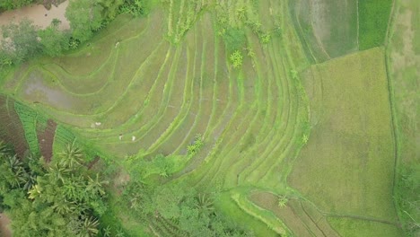 Bird-eye-drone-shot-of-river-with-Terraced-rice-field---Tropical-landscape-of-river-and-plantation