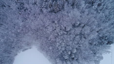 Topdown-view-along-Frozen-treetops-forest-surrounded-by-snow,-Revealing-Winter-Landscape,-Norway