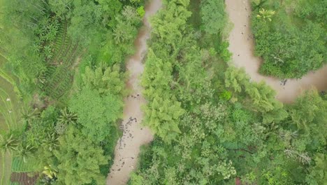 Overhead-drone-shot-of-rural-landscape-with-winding-river-surrounded-by-dense-trees-and-plantation