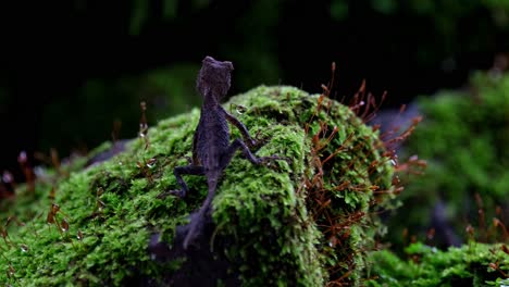 A-zoom-out-of-this-lovely-lizard-as-seen-from-its-back-resting-on-a-mossy-rock,-Brown-Pricklenape-Acanthosaura-lepidogaster,-Khao-Yai-National-Park