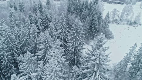 Snow-covered-spruce-trees-in-nature-during-cold-icy-winter-day