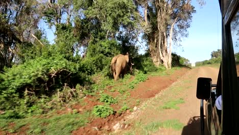 Einsamer-Männlicher-Afrikanischer-Elefant,-Der-Vor-Dem-Safari-4x4-auto-In-Kenia-Davonläuft