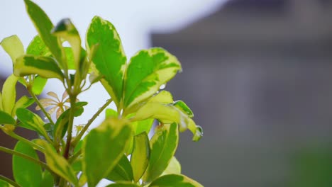 Grüne-Nasse-Blätter-Auf-Dem-Hausgarten-Bei-Regenwetter---Ausgewählter-Fokus-Mit-Unscharfem-Hintergrund