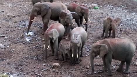 Hand-held-shot-of-African-Elephants-digging-in-the-dirt-looking-for-salt,-Kenya