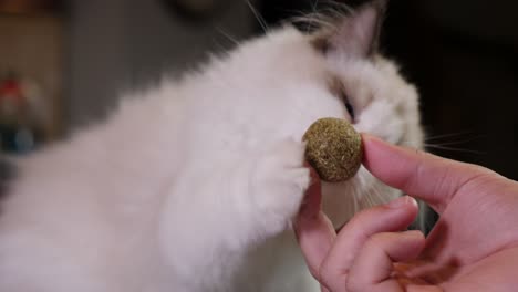 Ragdoll-White-Bi-Color-Kätzchen-Katze-Kitty-Genießt-Katzenminze-Mint