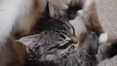 Liebe-Hoffnung-Frieden-Hilfe-Rücksichtsvoll-Süß-Fröhlichkeit-Zwei-Katzen-Kümmern-Sich-Umeinander