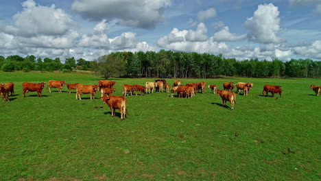 Grazing-cows-in-green-field-on-sunny-day
