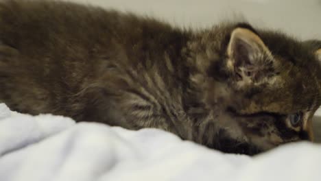 cute-tiny-kitten-tabby-dark-crawling-on-bed-sneaky