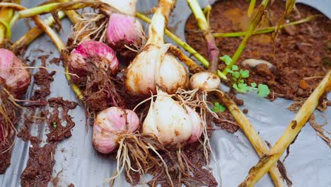 Harvested-onion-on-the-gound-of-vegetable-plantation---Organic-plantation