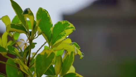 Green-wet-leaves-on-the-house-garden-during-rainy-weather