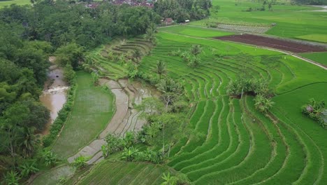 Aerial-footage-of-beautiful-green-Terraced-rice-field-with-some-coconut-trees