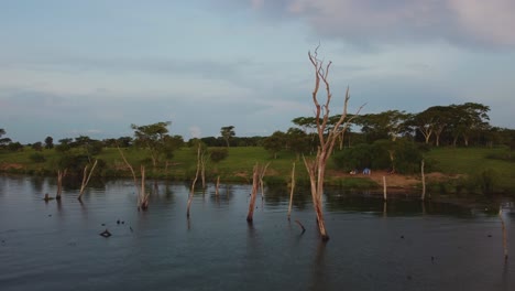 aerial-shot-of-a-dry-tree-trunks-in-the-river